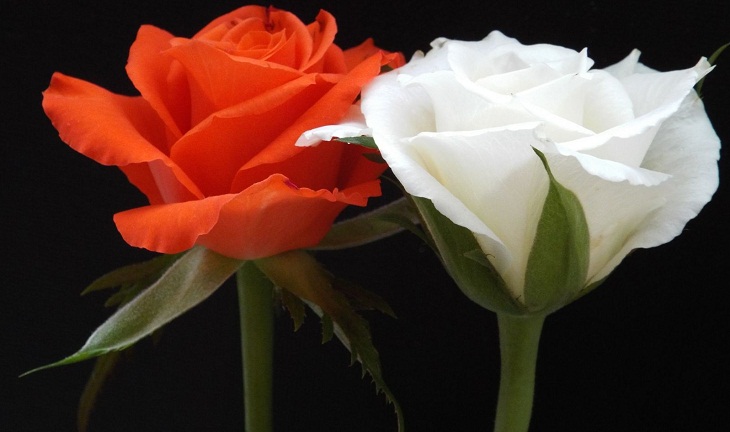 5 loại hoa ý nghĩa để tặng cha mẹ trong mùa lễ Vu Lan